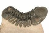 Reedops Trilobite - Lghaft , Morocco #186747-3